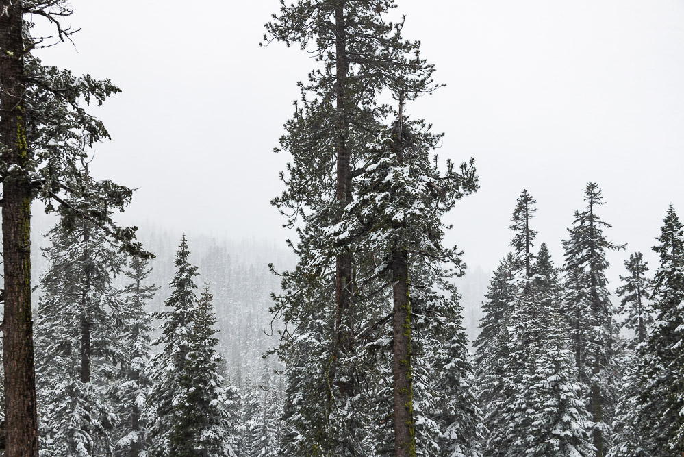 Christmas Trees in Eastern Europe - Roads and Destinations