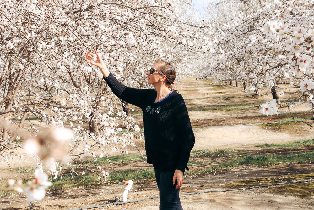 Blooming Almond Orchards in California - Roads and Destinations