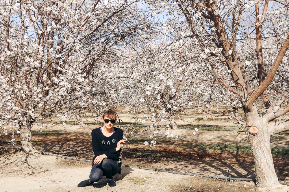 Blooming Almond Orchards in California - Roads and Destinations