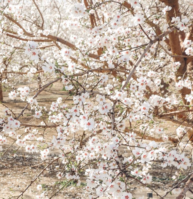Where to Find the Best Blooming Almond Orchards in California - Roads ...