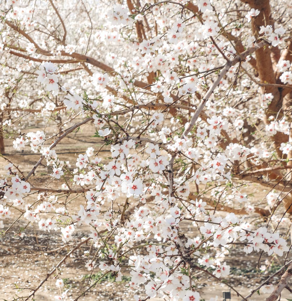 Blooming Almond Orchards in California - Roads and Destinations