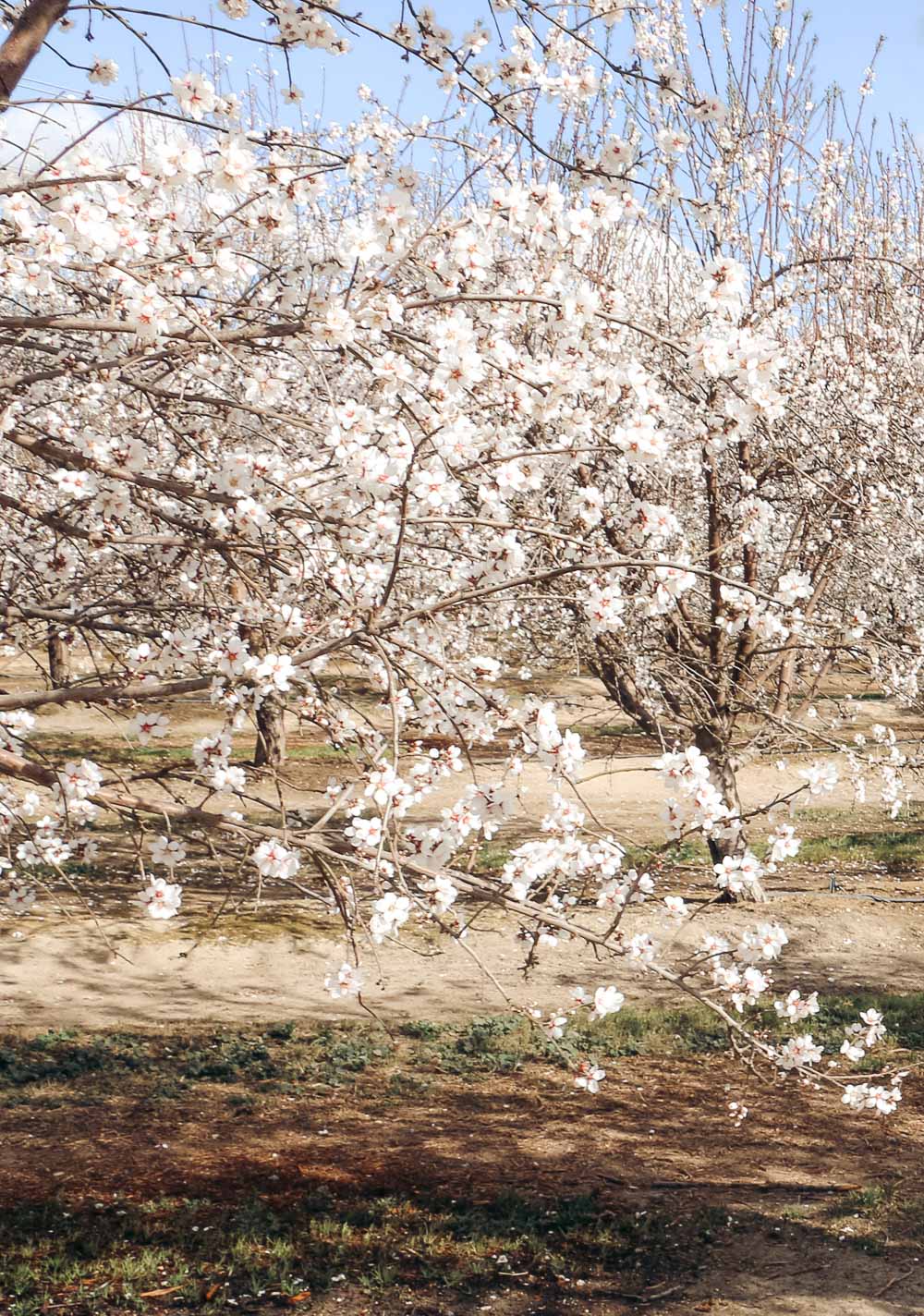 Blooming Almond Orchards in California - Roads and Destinations