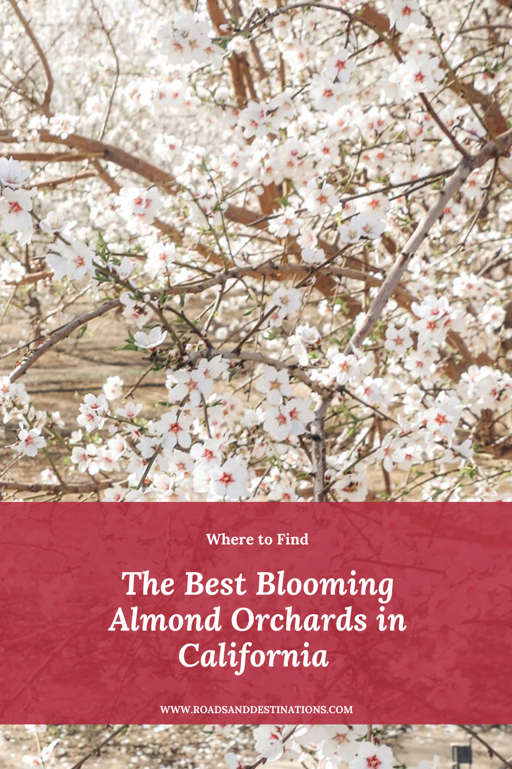 Blooming Almond Orchards in California - Roads and Destinations