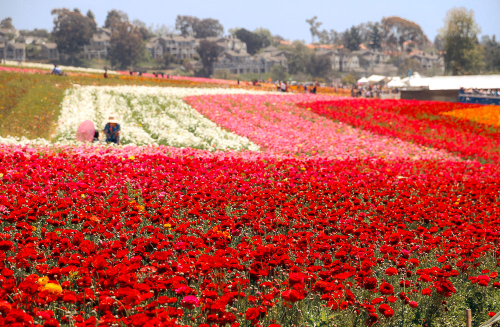 Flower Fields in California - Roads and Destinations