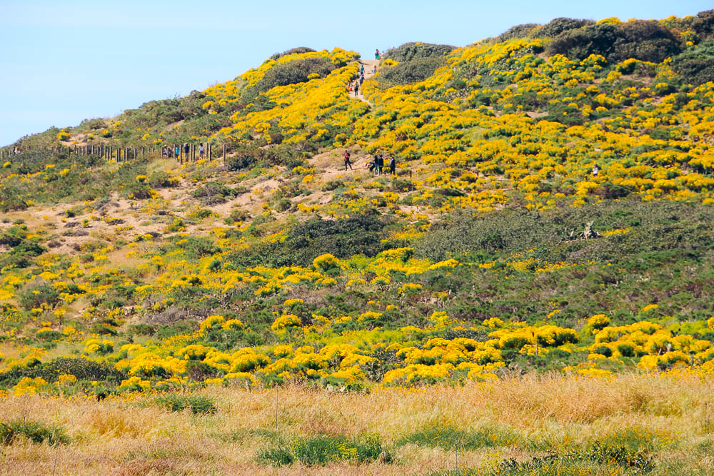 Flower Fields in California - Roads and Destinations