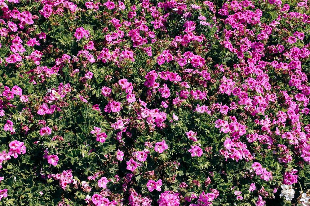 Flower Fields in California - Roads and Destinations