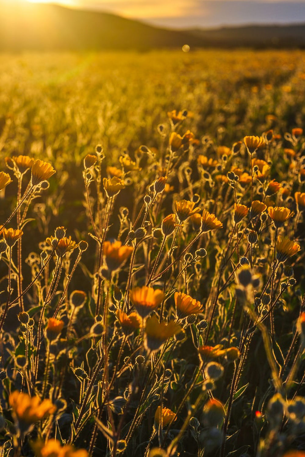 California Bloom - Roads and Destinations