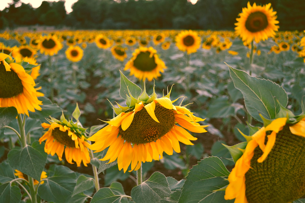 Flower Fields in California - Roads and Destinations