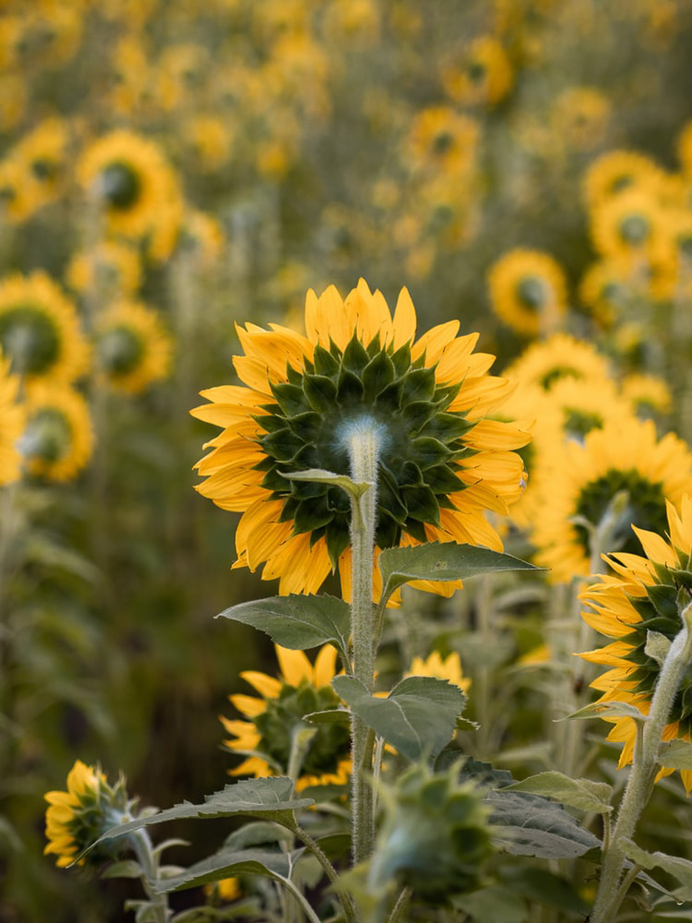 Flower Fields in California - Roads and Destinations