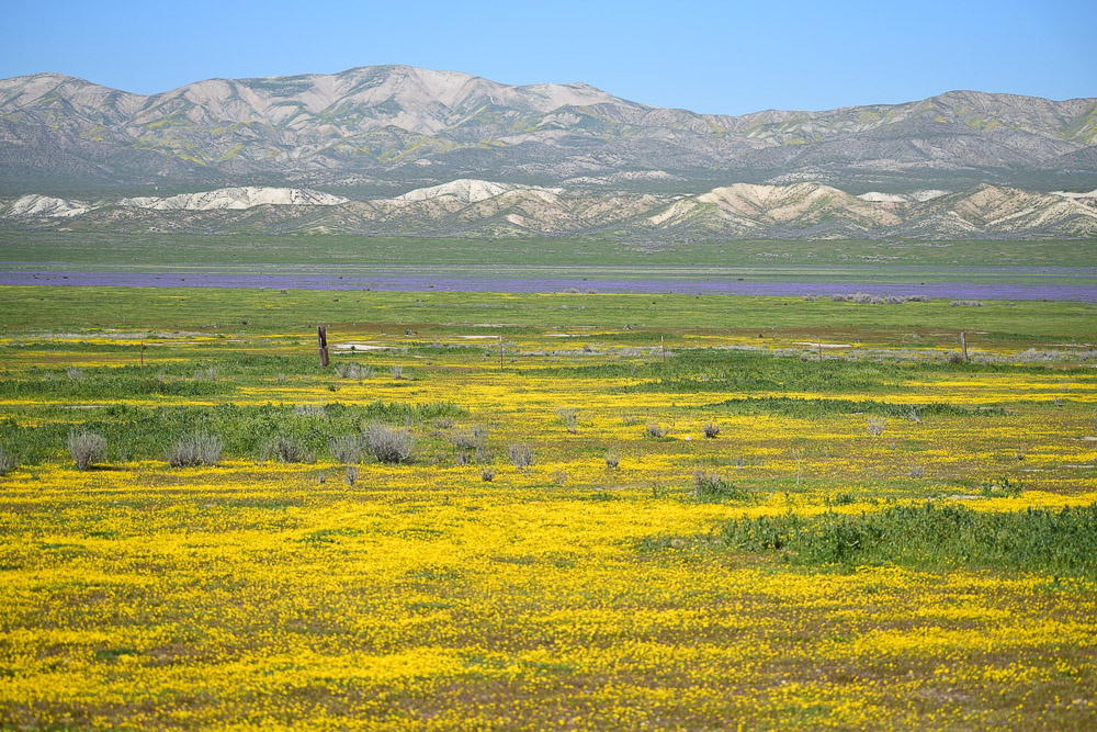 California bloom - Roads and Destinations