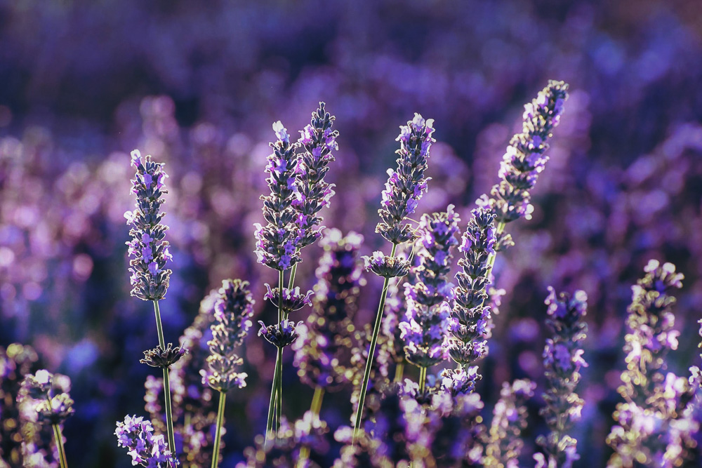 Flower Fields in California - Roads and Destinations