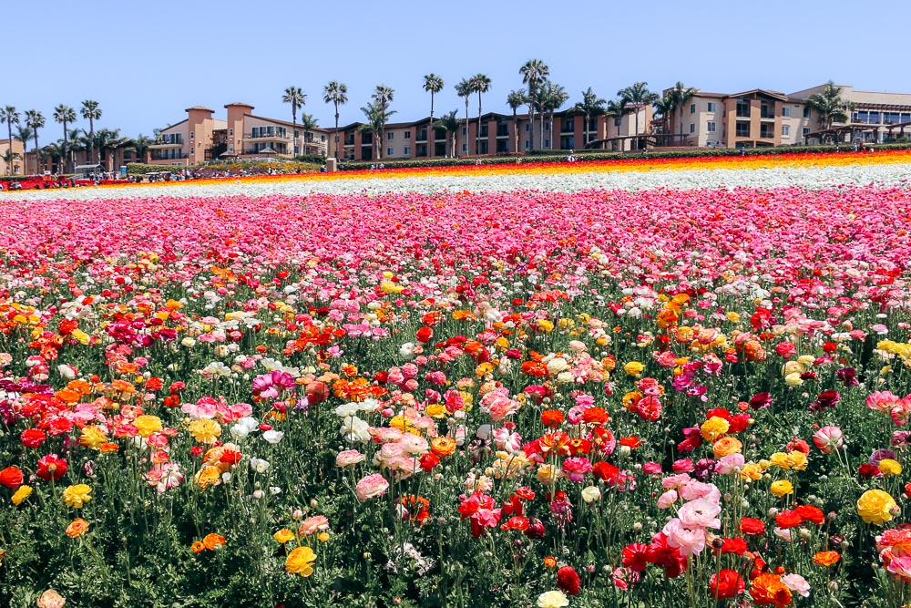 Flower Fields in California - Roads and Destinations