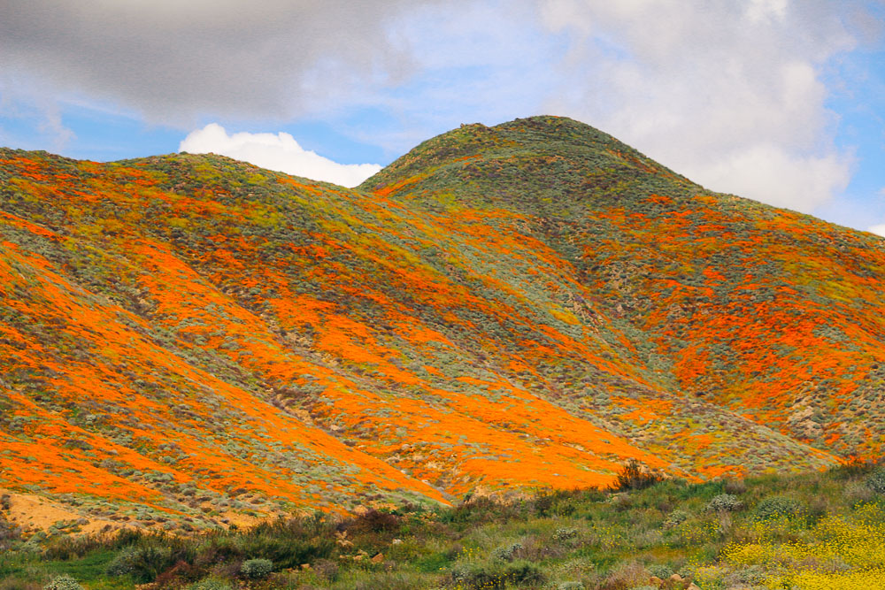 Flower Fields in California - Roads and Destinations