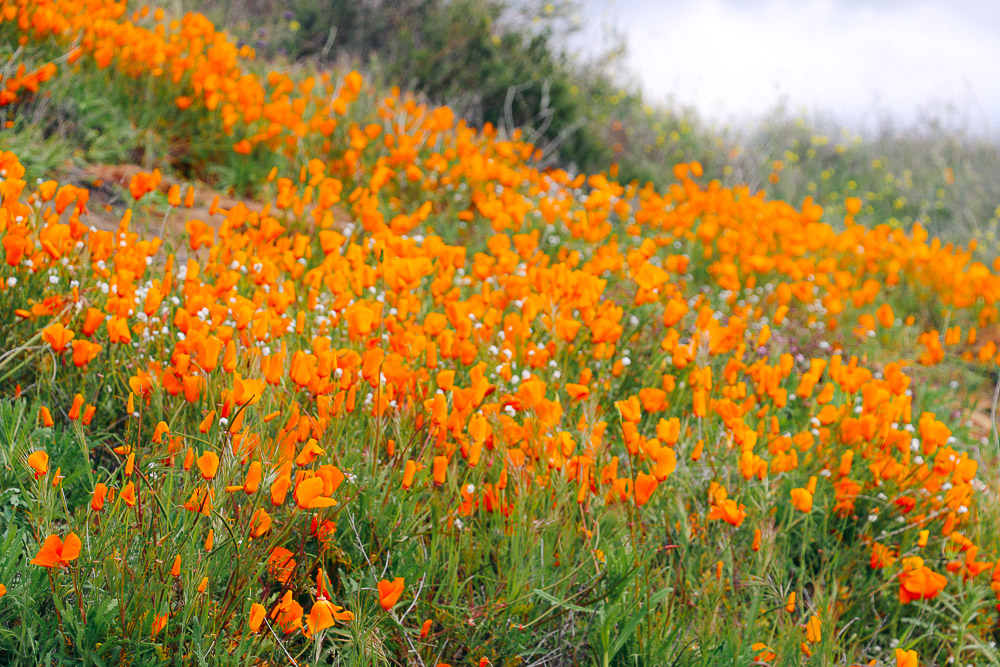 Flower Fields in California - Roads and Destinations