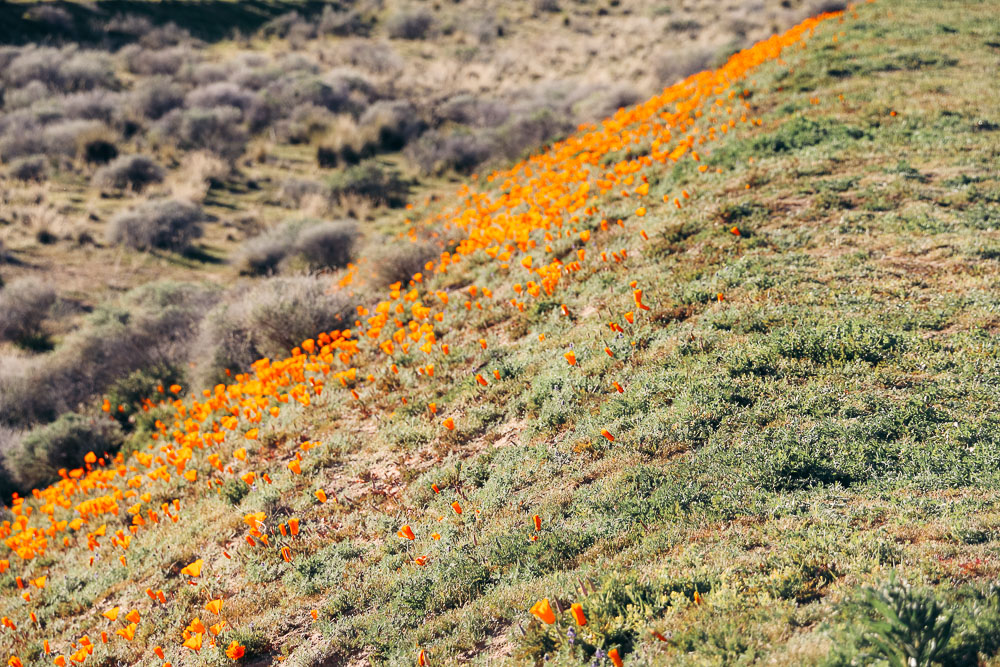 California poppies - Roads and Destinations