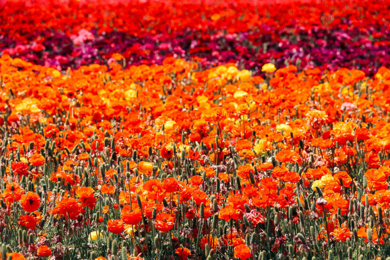 The 15 Most Beautiful Flower Fields and Orchards in California Roads