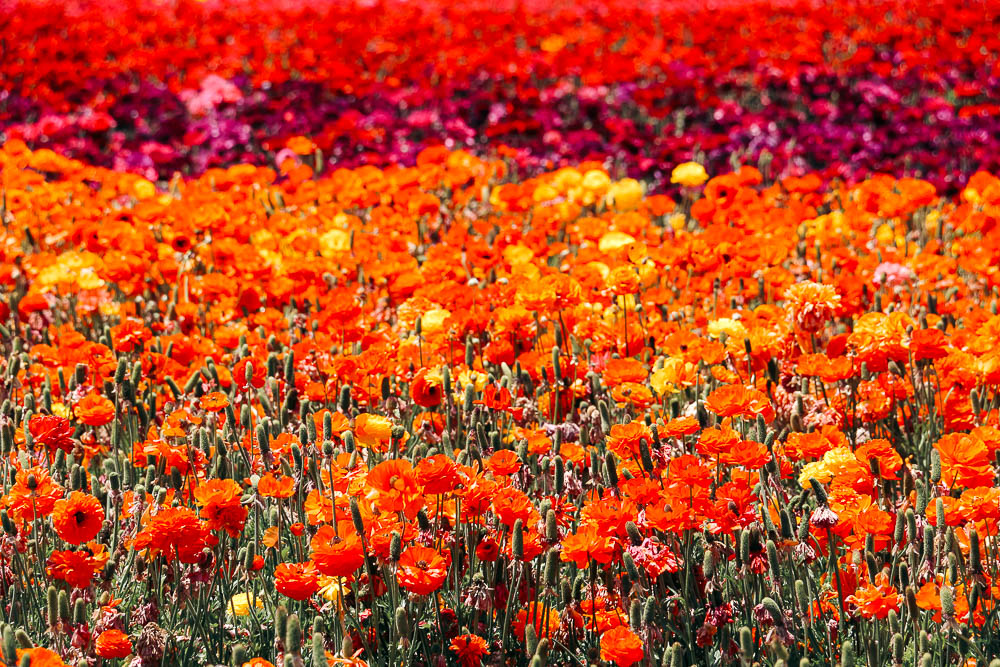 lompoc flower fields american flag