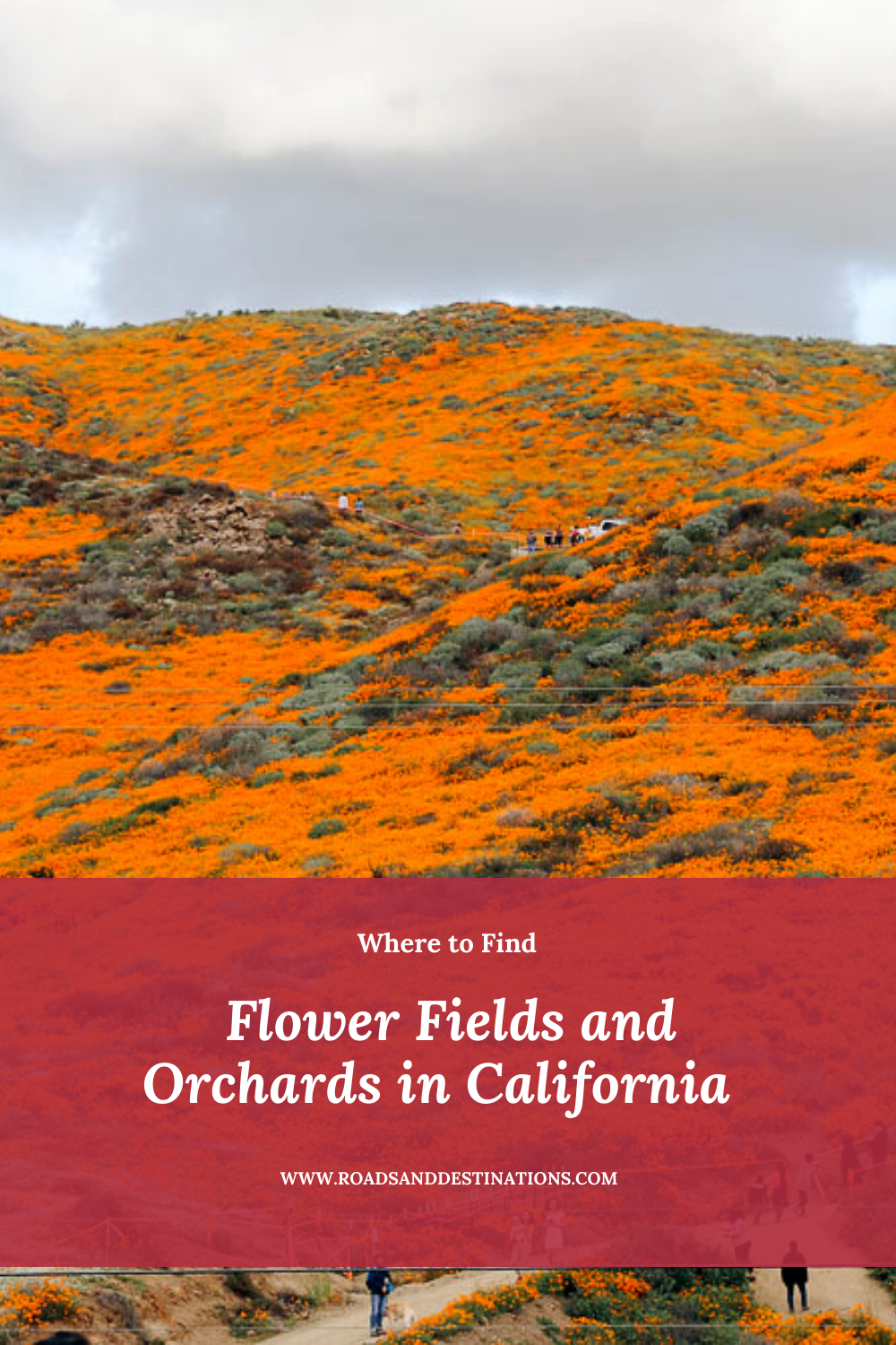 Flower Fields in California - Roads and Destinations