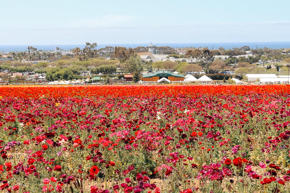 Visit Flower Fields - Roads and Destinations