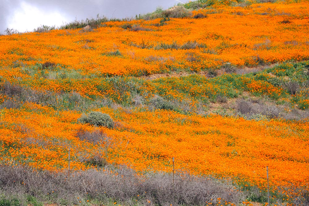 Visit Flower Fields - Roads and Destinations