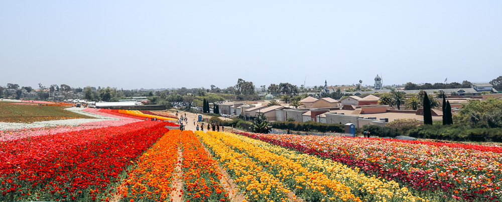 Visit Flower Fields - Roads and Destinations