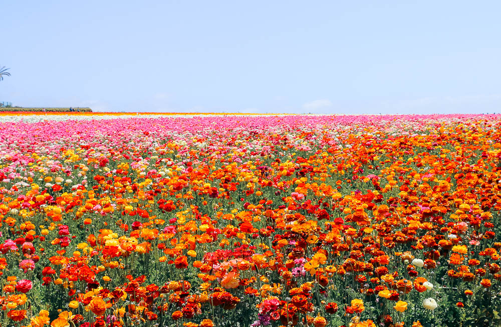 Visit Flower Fields - Roads and Destinations