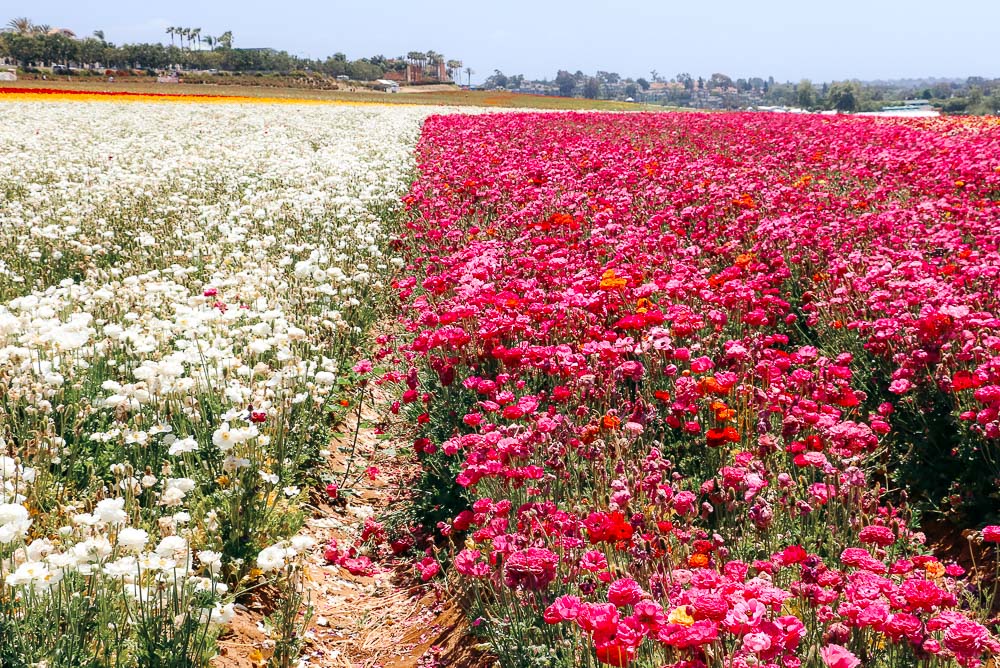 Visit Flower Fields - Roads and Destinations