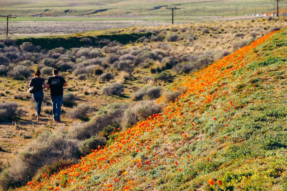 Wildflowers near Los Angeles -- Roads and Destinations