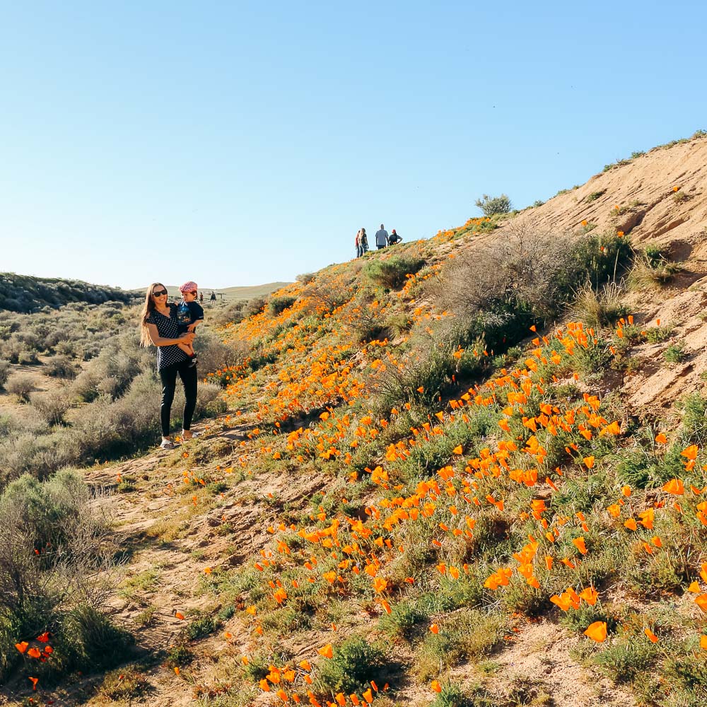 Wildflowers near Los Angeles -- Roads and Destinations