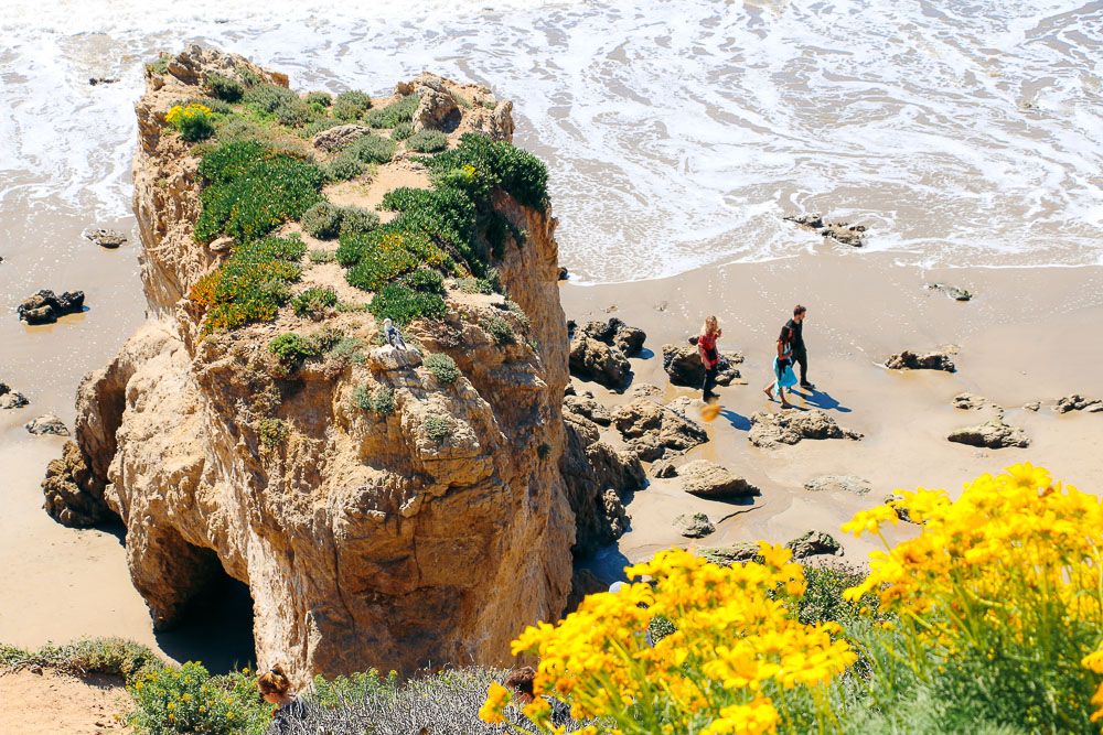 Wildflowers around El Matador Beach -- Roads and Destinations