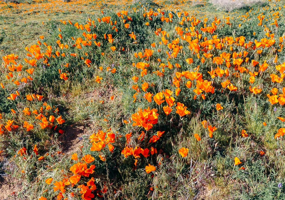 Wildflowers near Los Angeles -- Roads and Destinations