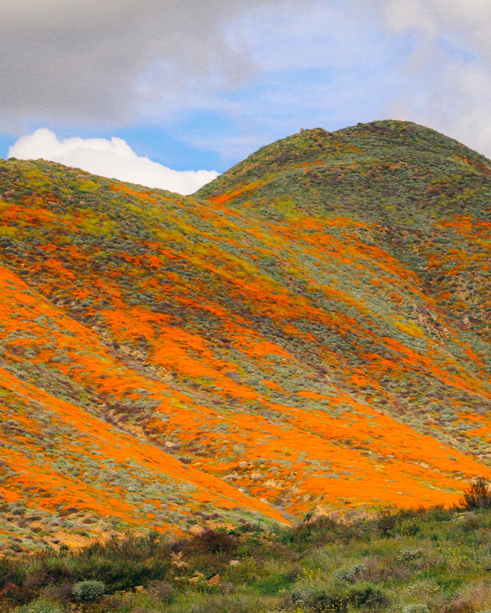 Wildflowers near Los Angeles -- Roads and Destinations