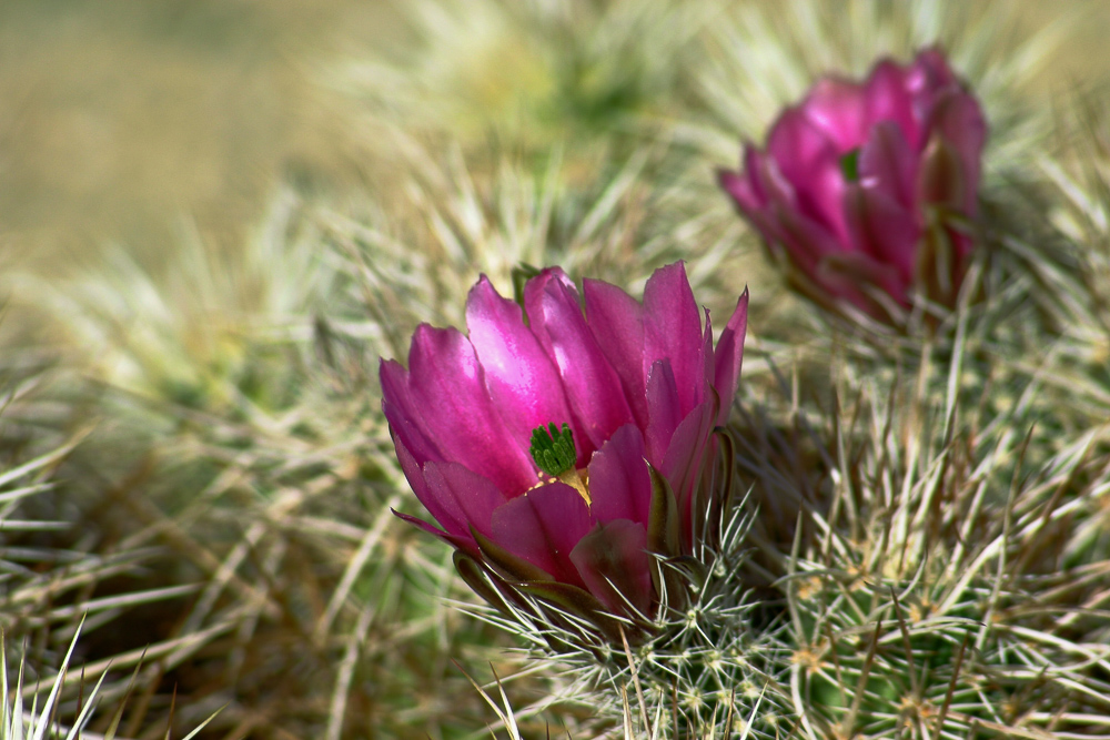 Joshua Tree National Park -- Roads and Destinations