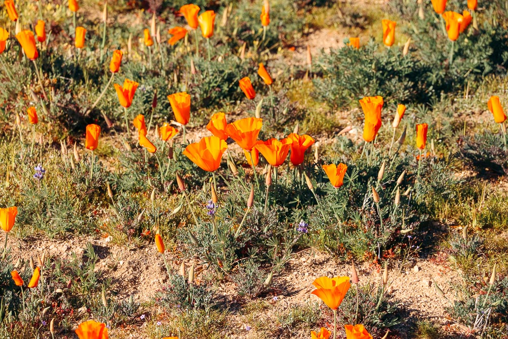 Wildflowers near Los Angeles -- Roads and Destinations