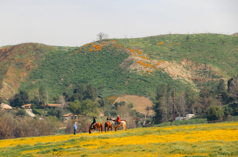 Where to See Wildflowers in and near Los Angeles California Super Bloom Roads and Destinations