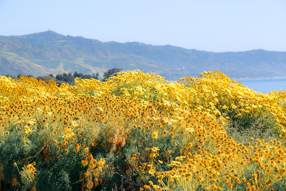 Wildflowers near Los Angeles -- Roads and Destinations