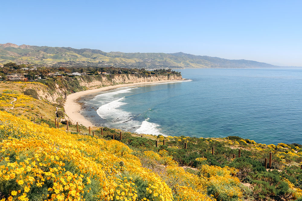 Wildflowers near Los Angeles -- Roads and Destinations