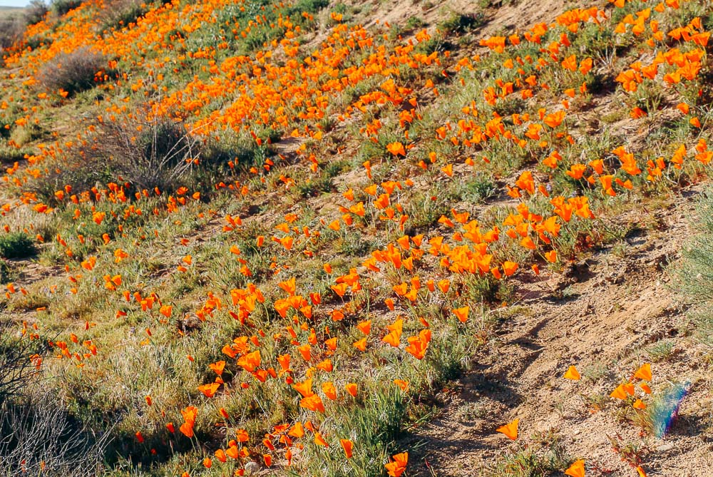 California super bloom -- Roads and Destinations