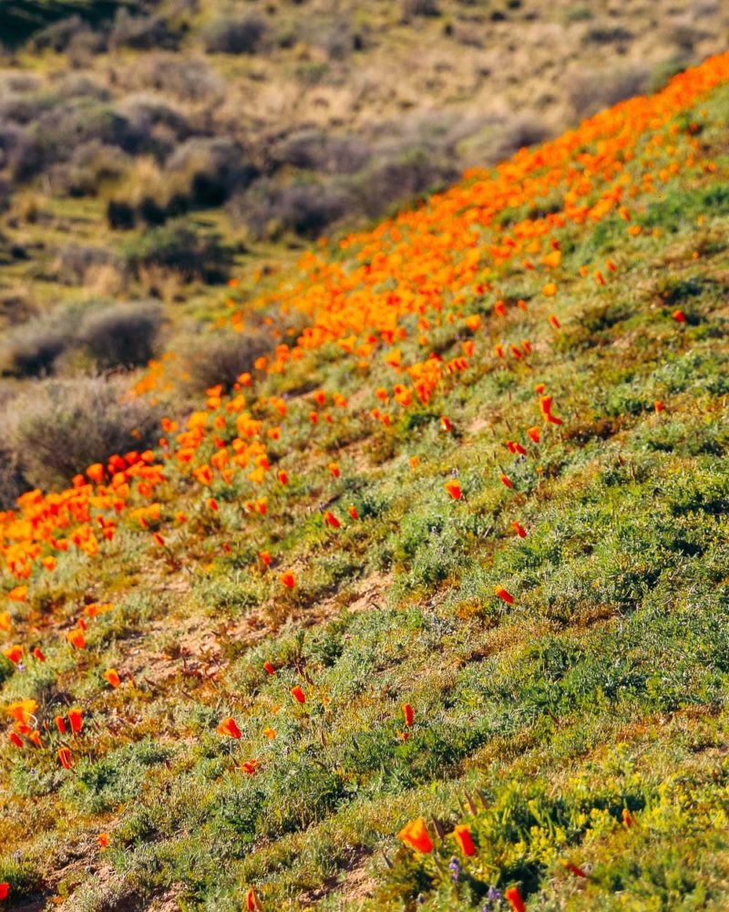 Where to See Wildflowers in and near Los Angeles California Super Bloom Roads and Destinations