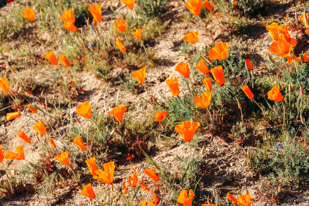 Wildflowers near Los Angeles -- Roads and Destinations
