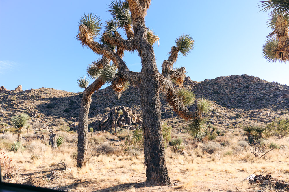 Joshua Tree National Park - Roads and  Destinations