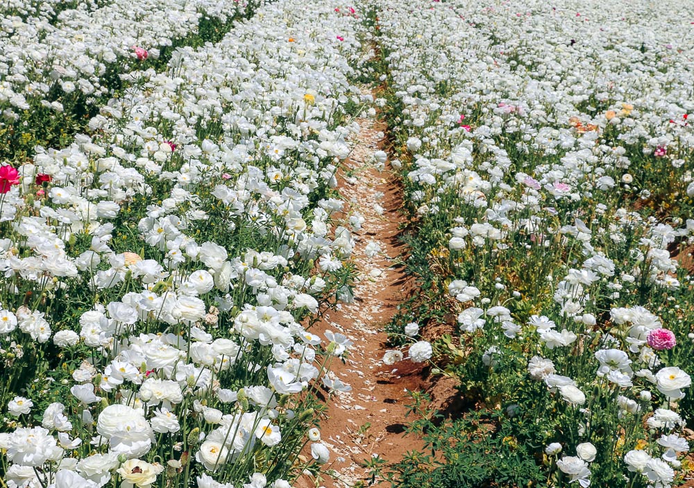 Visit Flower Fields in Carlsbad - Roads and Destinations