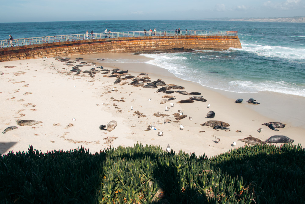 Children's Pool Beach, Seals in San Diego - Roads and Destinations.