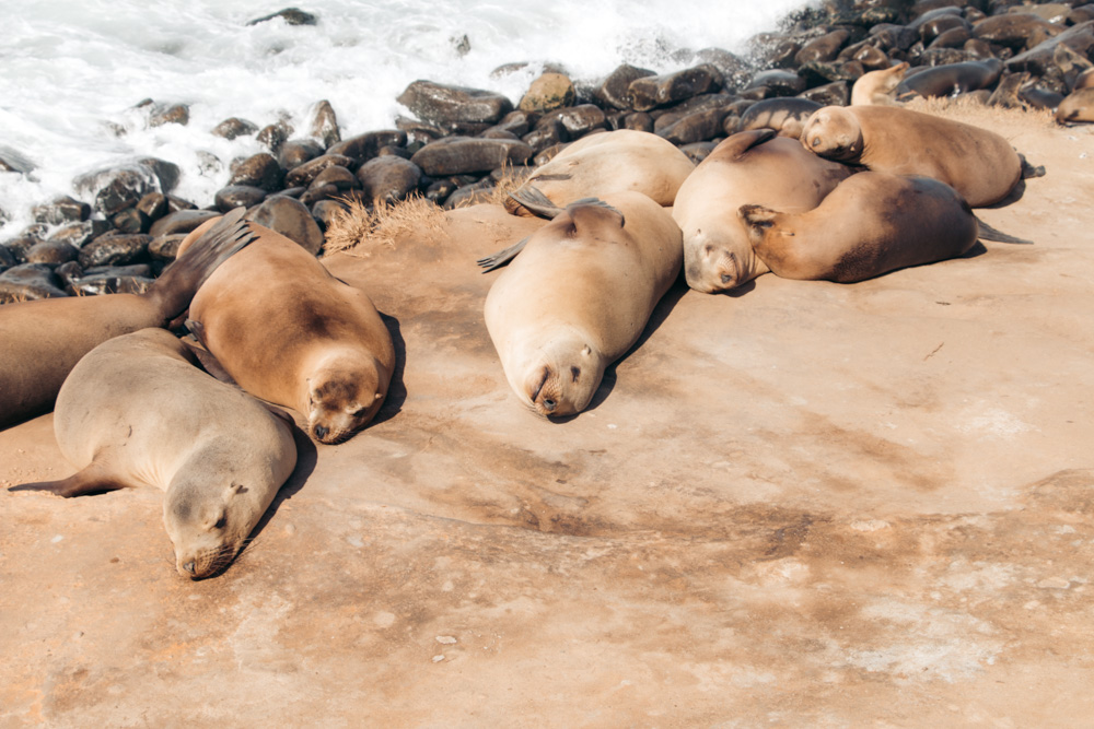 One Day in La Jolla, Seals in San Diego - Roads and Destinations.