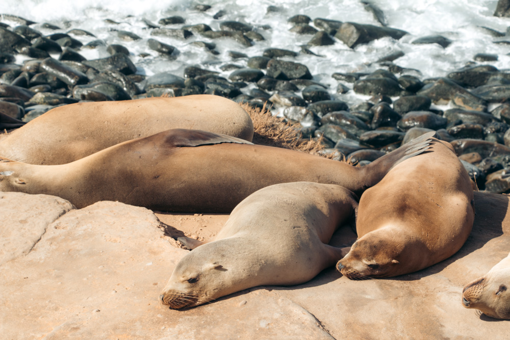 One Day in La Jolla, Places to see marine wildlife in California - Roads and Destinations.