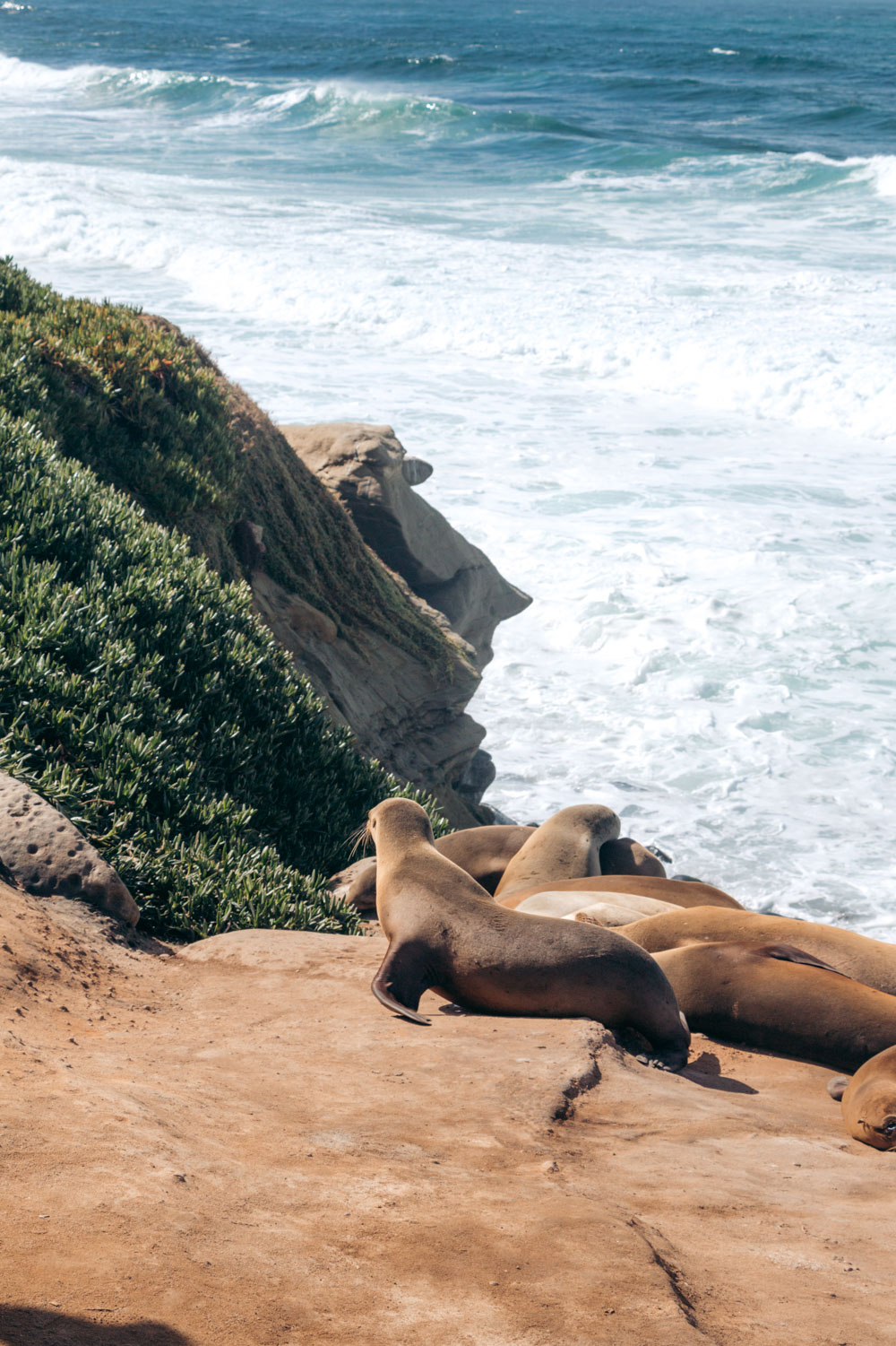 Where to See Seals in San Diego: La Jolla's Seal Rookery and Haul-Out  Places - Roads and Destinations