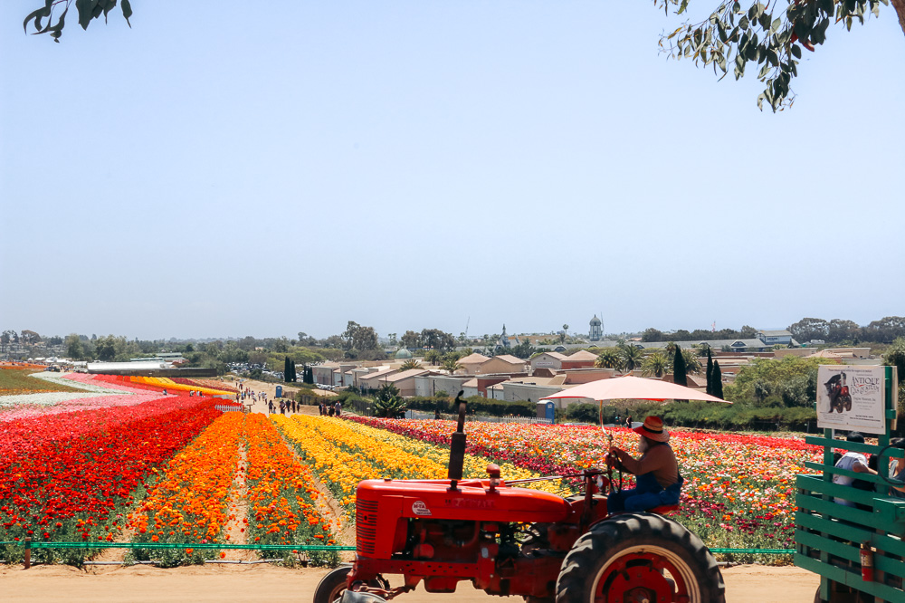 Visit Flower Fields in Carlsbad - Roads and Destinations