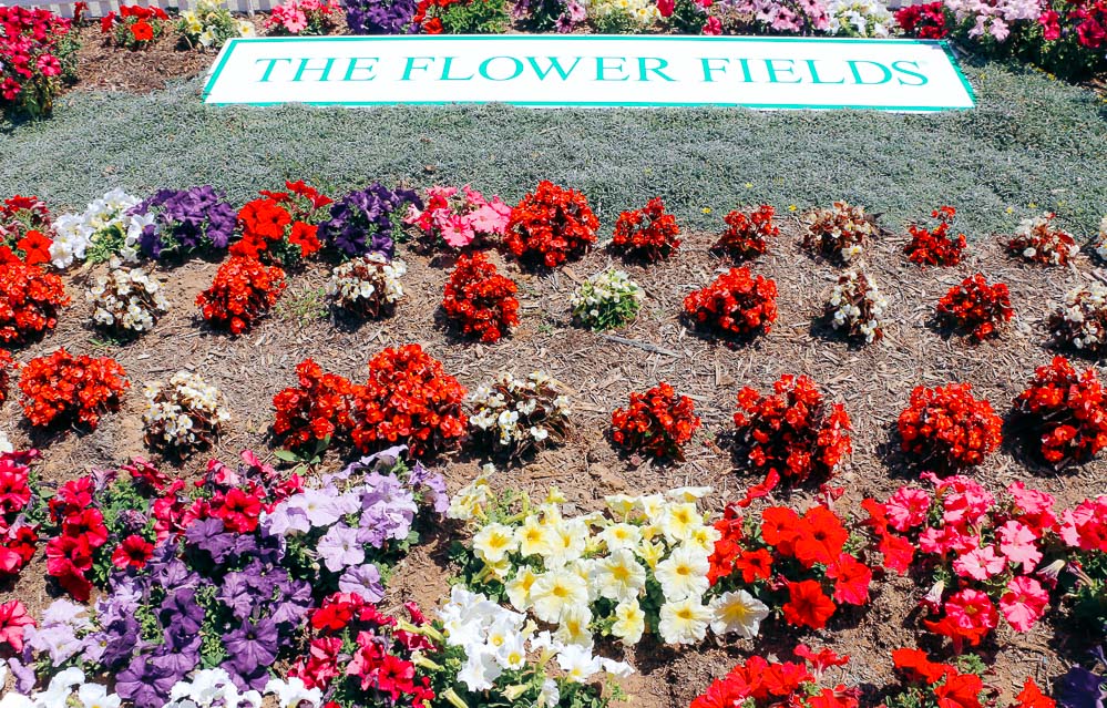 Visit Flower Fields in Carlsbad -- Roads and Destinations