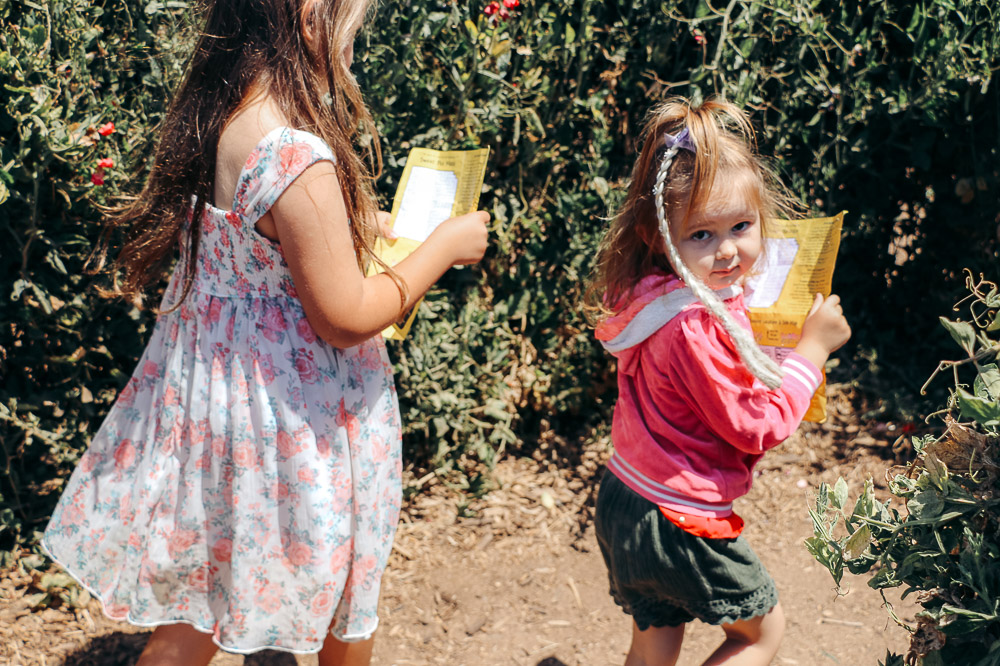 Visit Flower Fields in Carlsbad - Roads and Destinations