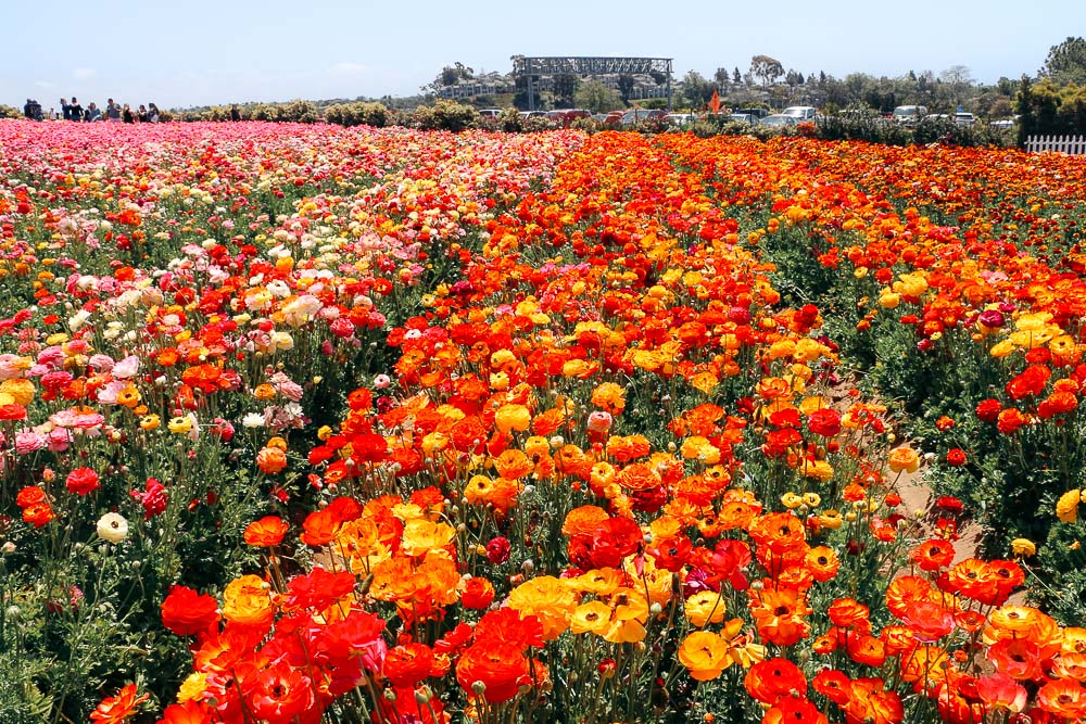 Visit Flower Fields in Carlsbad - Roads and Destinations